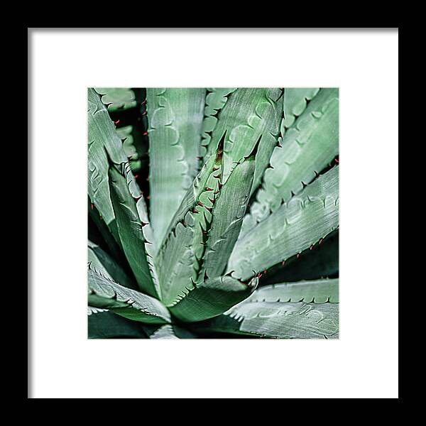 Cactus Framed Print featuring the photograph Cactus Desert Plant #2 by Julie Palencia