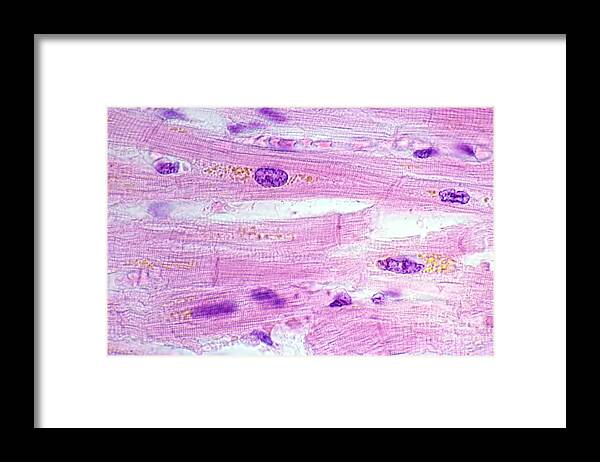 Cell Framed Print featuring the photograph Cardiac Myocytes #1 by Jose Calvo/science Photo Library