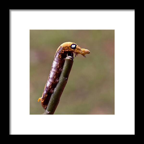 Insect Framed Print featuring the photograph Caterpillar #1 by Lal