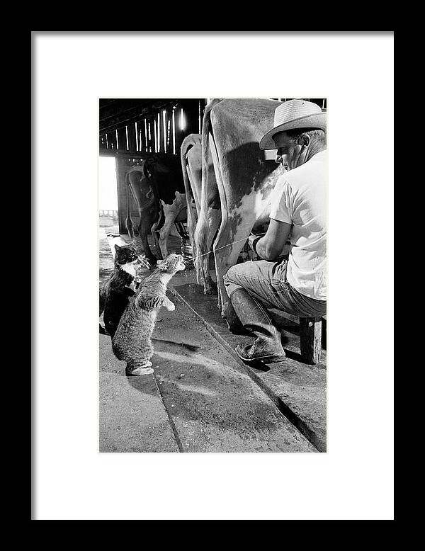 Agriculture Framed Print featuring the photograph Cats Drinking Milk #2 by Nat Farbman