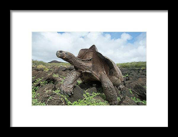 Animals Framed Print featuring the photograph Chatham Island Tortioise, Galapagos #1 by Tui De Roy