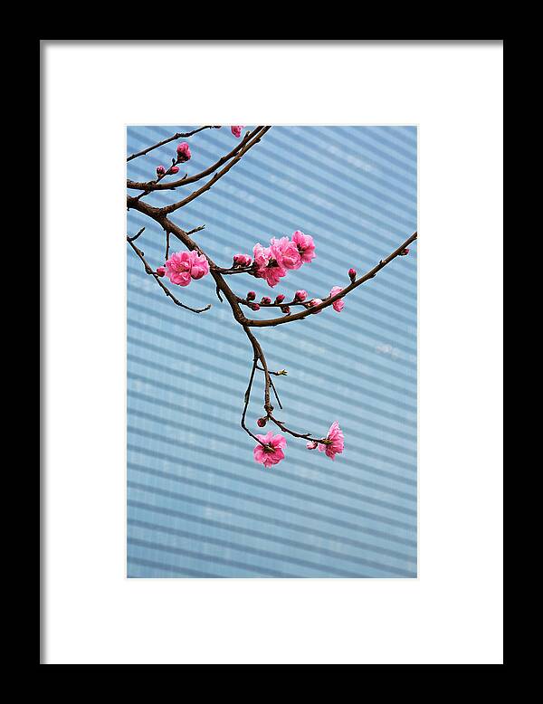 Osaka Prefecture Framed Print featuring the photograph Cherry Blossom,with Building Backdrop #1 by John W Banagan