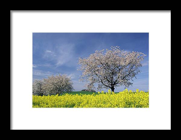 Outdoors Framed Print featuring the photograph Cherry Tree In Blossom #1 by Cornelia Doerr