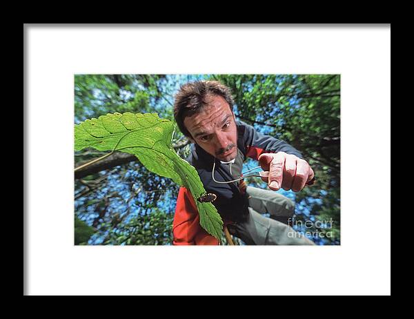 Andean Framed Print featuring the photograph Collecting Insects #1 by Philippe Psaila/science Photo Library