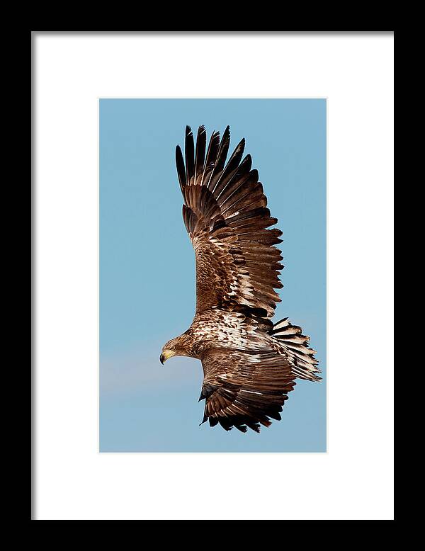 Hokkaido Framed Print featuring the photograph Common Buzzard In Flight, Hokkaido #1 by Mint Images/ Art Wolfe
