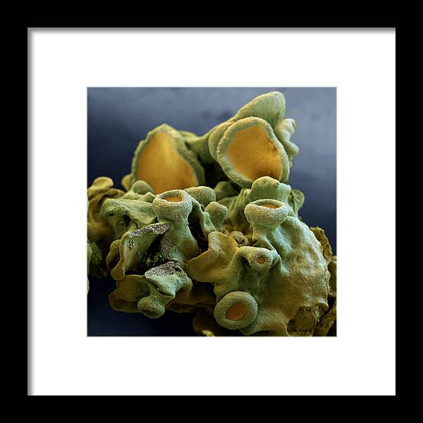 Algae Framed Print featuring the photograph Common Orange Lichen by Meckes/ottawa