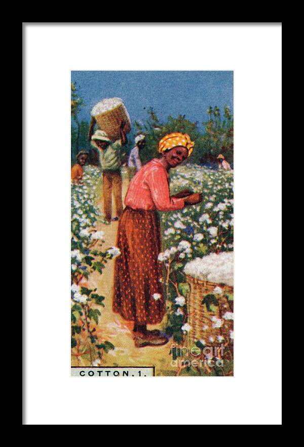 Farm Worker Framed Print featuring the drawing Cotton #1 by Print Collector