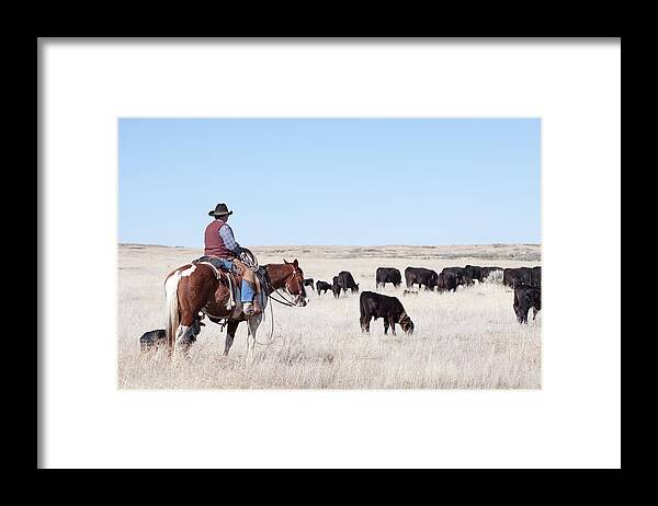 Horse Framed Print featuring the photograph Cowboy Herding Of Angus Cattle On Open #1 by Daydreamsgirl