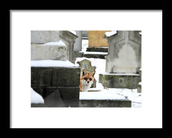 Curiosity Framed Print featuring the photograph Curiosity #1 by Dark Whimsy