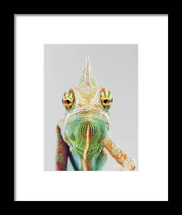 Pets Framed Print featuring the photograph Cute Chameleon Looking At Camera #1 by Sensorspot