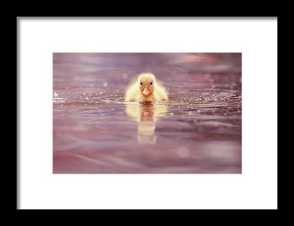 Duckling Framed Print featuring the photograph Cute Overload Series - Yellow Duckling II by Roeselien Raimond