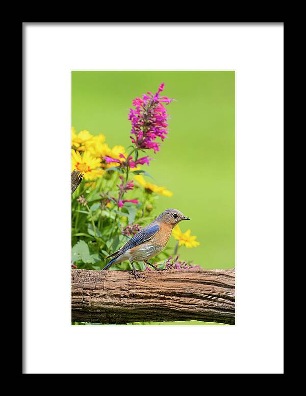 Danita Delimont Framed Print featuring the photograph Danita Delimont,eastern #1 by Richard and Susan