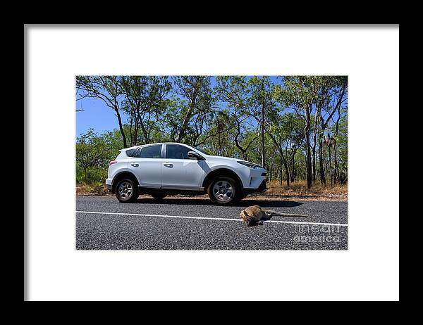 Animal Framed Print featuring the photograph Dead Kangaroo On Road #1 by Dr P. Marazzi/science Photo Library