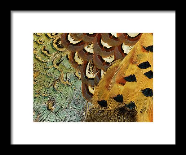 Detail Of Pheasant Feathers #1 Framed Print by Jeffrey Coolidge - Fine Art  America