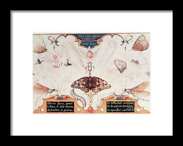 Insect Framed Print featuring the drawing Diptych With Flowers And Insects, 1591 #1 by Print Collector
