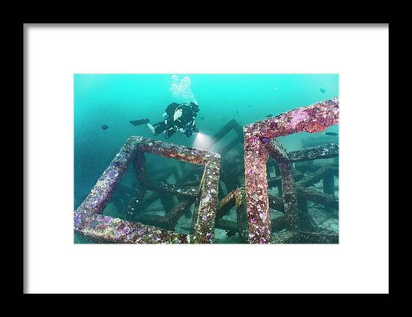 Scuba Diving Framed Print featuring the photograph Diver Exploring An Artificial Reef Structure At Raja Yai / Phuket #1 by Cavan Images