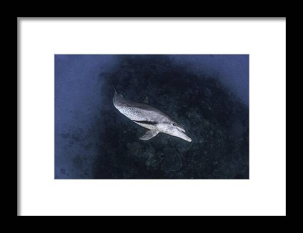 Dolphin Framed Print featuring the photograph Dolphin #1 by Barathieu Gabriel
