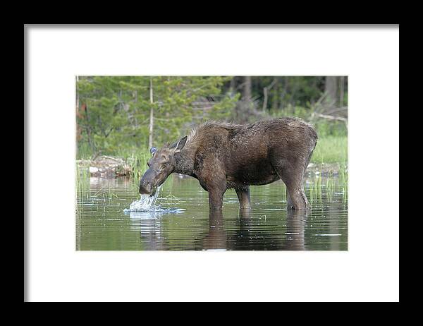 Moose Framed Print featuring the photograph Dripping #1 by Ronnie And Frances Howard