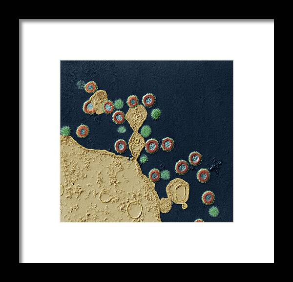 Acquired Immune Deficiency Framed Print featuring the photograph Effect Of Protease Inhibitors On Hiv Tem #1 by Meckes/ottawa