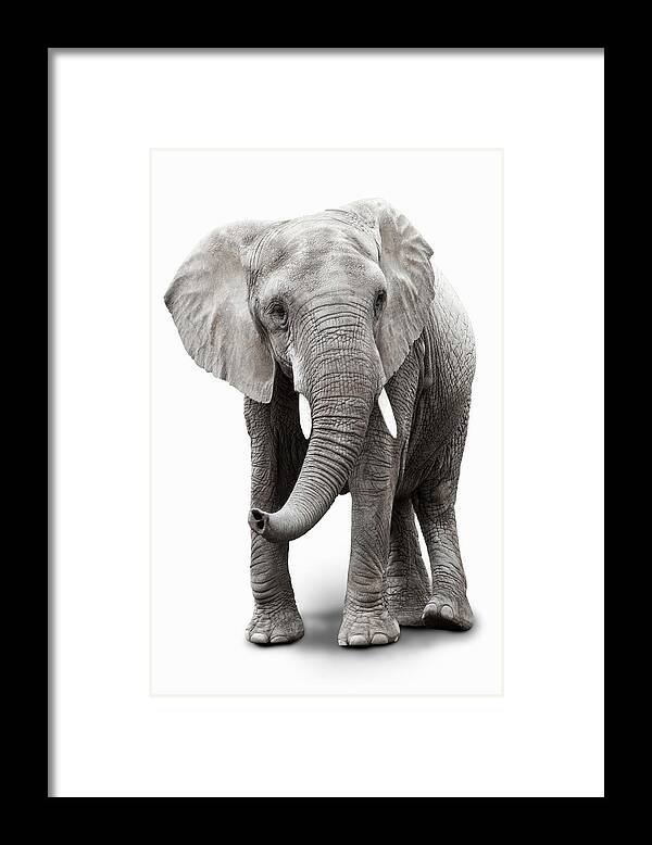 Toughness Framed Print featuring the photograph Elephant by Burazin