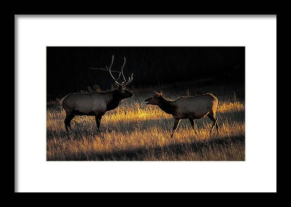 Nature Framed Print featuring the photograph Elk Rut #1 by Siyu And Wei Photography