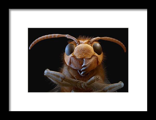 Animal Framed Print featuring the photograph European Hornet, Sem by Meckes/ottawa