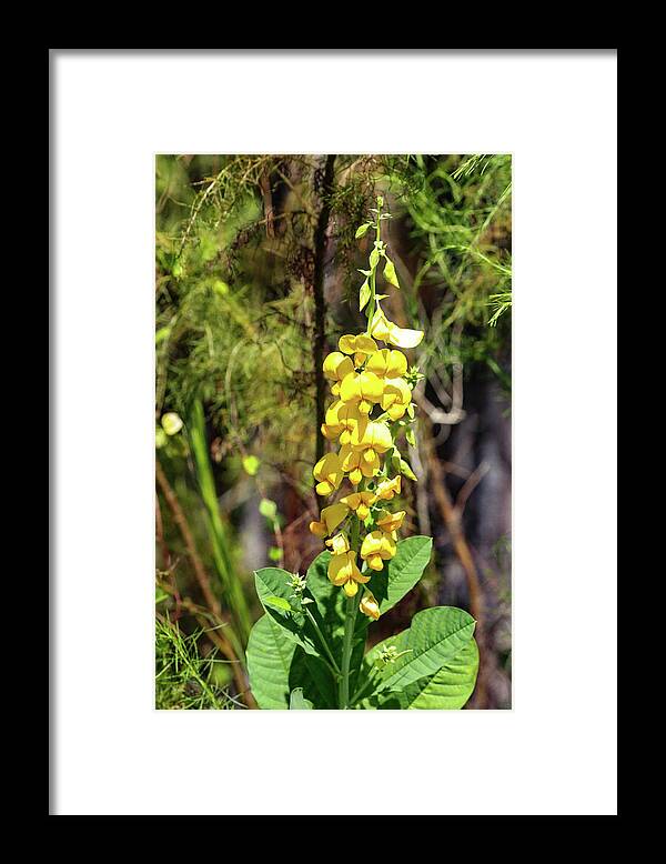 Flowers Framed Print featuring the photograph Fall Beauty #1 by Rick Redman