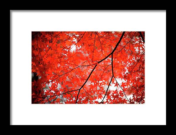 Tranquility Framed Print featuring the photograph Fall Colors In Japan #1 by Jdphotography