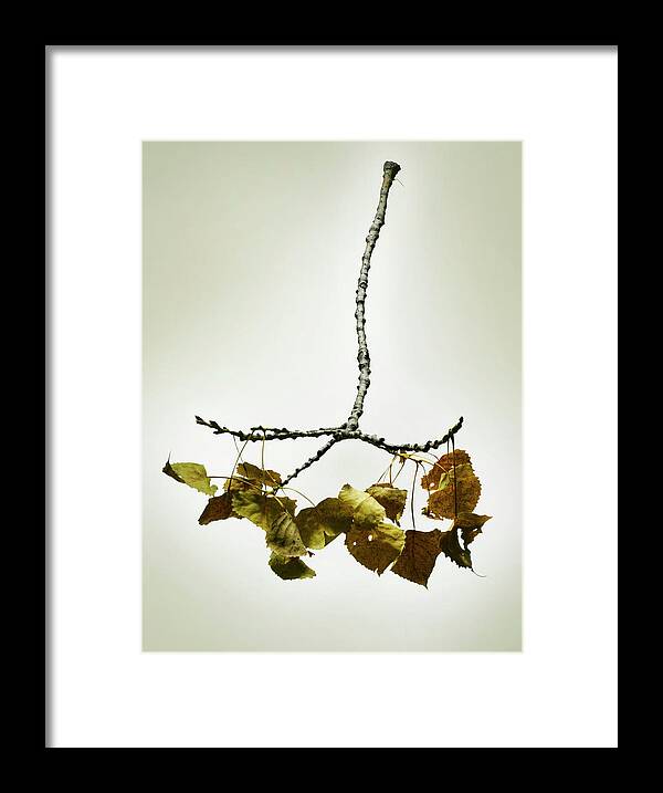 Aging Process Framed Print featuring the photograph Fallen Dried Branch #1 by Renold Zergat