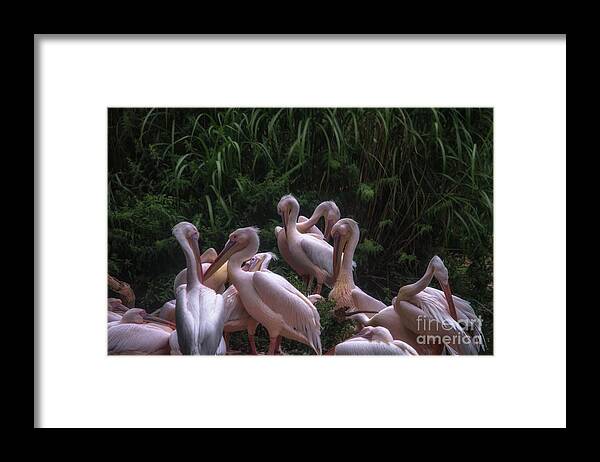 Michelle Meenawong Framed Print featuring the photograph Family Meeting by Michelle Meenawong