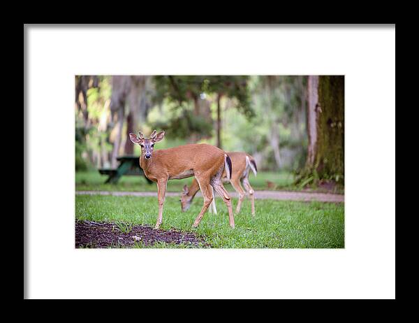 Nature Framed Print featuring the photograph Feeding Deer by Joe Leone
