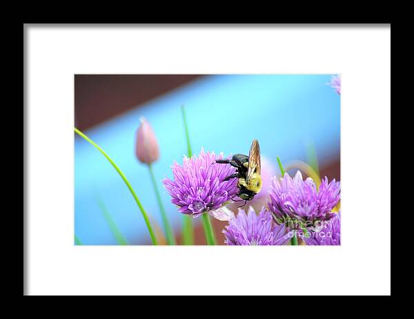 Chives Framed Print featuring the photograph Feeding time #2 by Merle Grenz