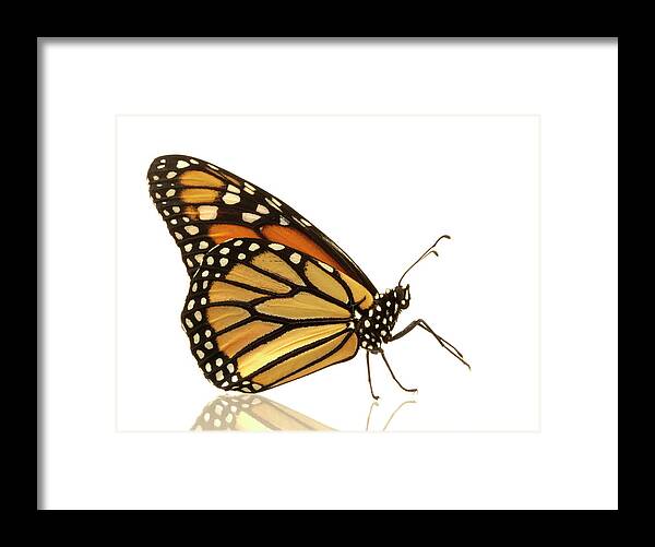 Orange Color Framed Print featuring the photograph Female Monarch Butterfly Danaus #1 by Don Farrall