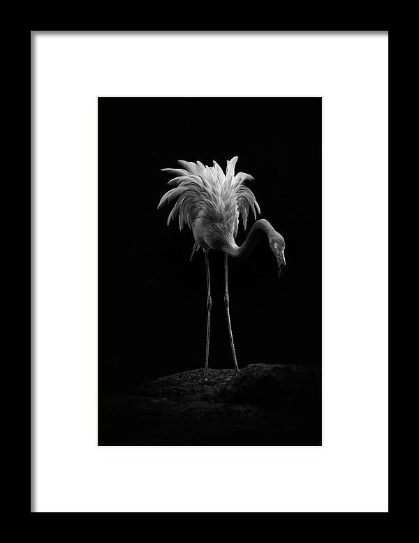 Black Color Framed Print featuring the photograph Flamingo #1 by Billy Currie Photography