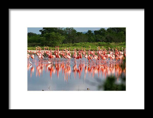 Scenics Framed Print featuring the photograph Flamingos At A Tropical Coastal Lagoon #1 by Apomares