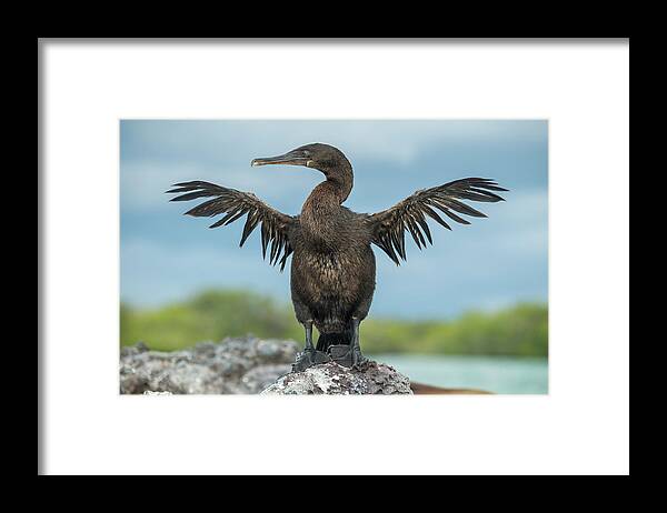 Animals Framed Print featuring the photograph Flightless Cormorant Drying Wings #1 by Tui De Roy