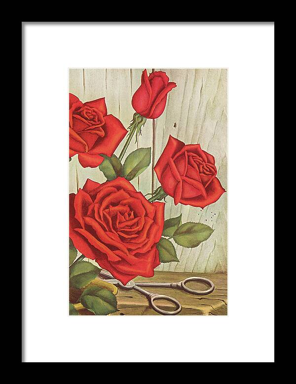 Beautiful Framed Print featuring the drawing Four Red Roses #1 by CSA Images