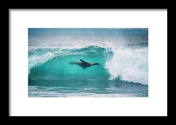 Animals Framed Print featuring the photograph Galapagos Sea Lion Surfing #1 by Tui De Roy