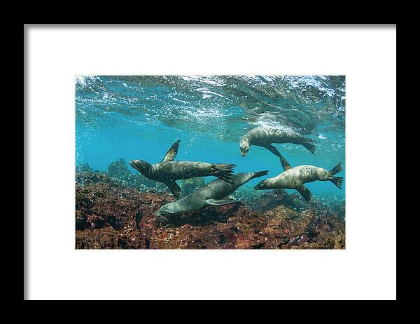 Animal Framed Print featuring the photograph Galapagos Sea Lions Playing #1 by Tui De Roy