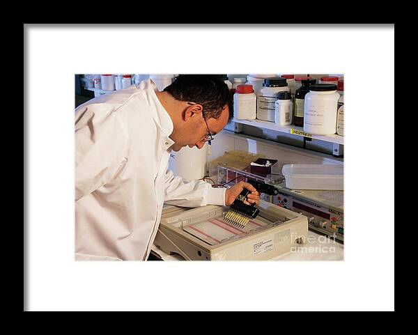 Experiment Framed Print featuring the photograph Genetic Analysis #1 by Philippe Psaila/science Photo Library