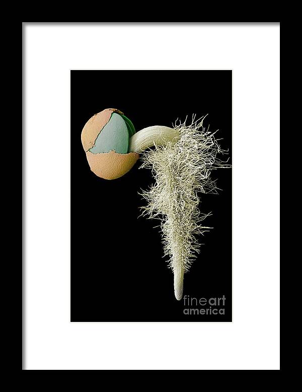 Brassica Oleracea Framed Print featuring the photograph Germination Of A Brassica Oleracea Seed #1 by Dr Jeremy Burgess/science Photo Library