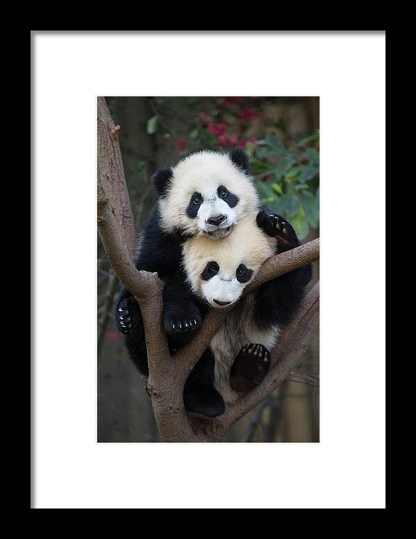 Suzi Eszterhas Framed Print featuring the photograph Giant Panda Cubs In Tree #1 by Suzi Eszterhas