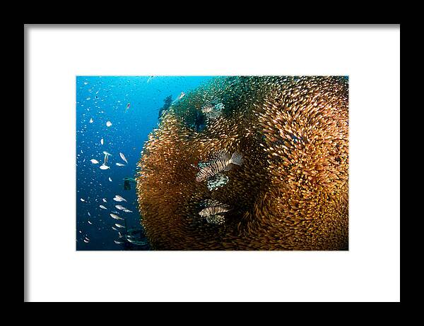 Lion Framed Print featuring the photograph Glass And Lion Fish #1 by Ilan Ben Tov