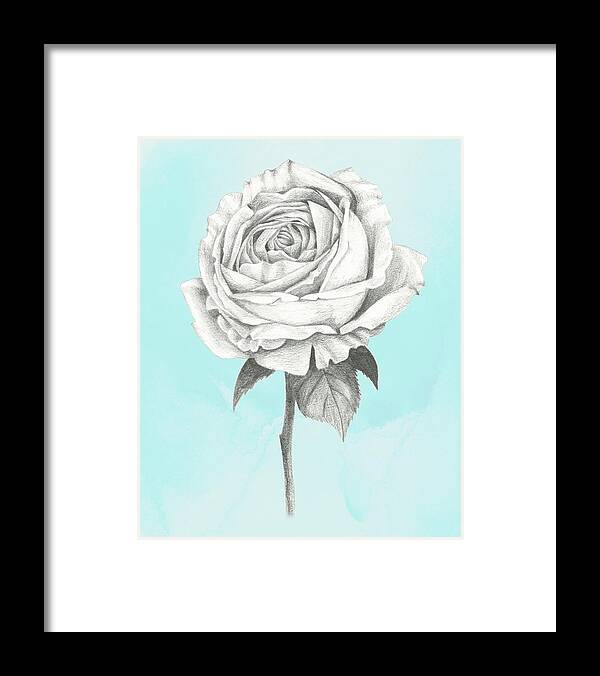Botanical & Floral Framed Print featuring the painting Graphite Rose Iv #1 by Grace Popp