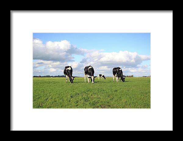 Grass Framed Print featuring the photograph Grazing Cows #1 by Marcel Ter Bekke