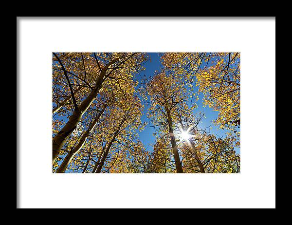 Trees Framed Print featuring the photograph Great Basin National Park Aspens #1 by Rick Pisio