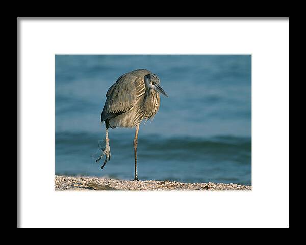 Animal Framed Print featuring the photograph Great Blue Heron Ardea Herodias #1 by Nhpa