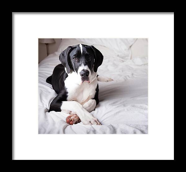 Pets Framed Print featuring the photograph Great Dane On A Bed #1 by Claire Plumridge