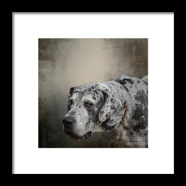 Great Dane Framed Print featuring the mixed media Great Dane Portrait #1 by Eva Lechner