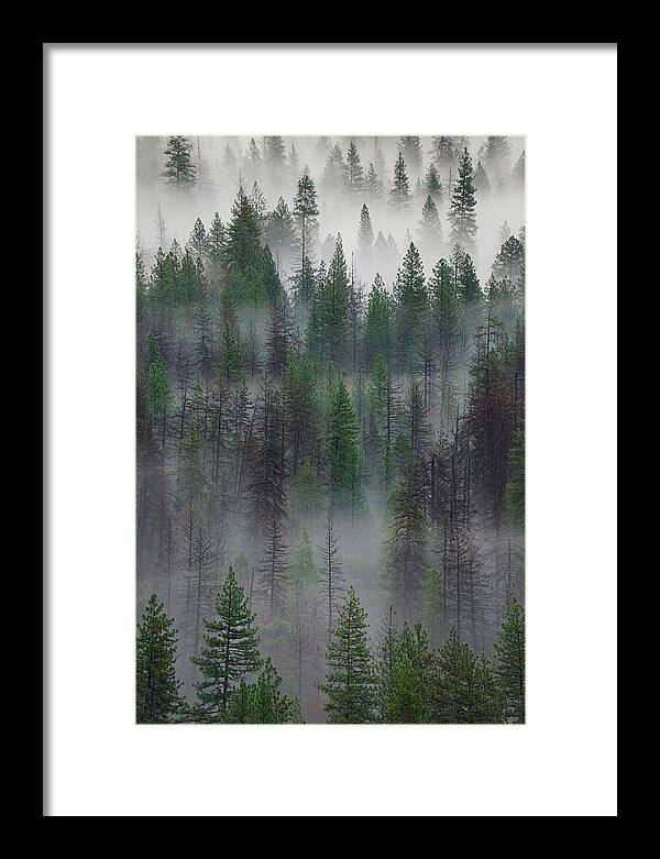 Forest Framed Print featuring the photograph Green Yosemite #1 by Jon Glaser
